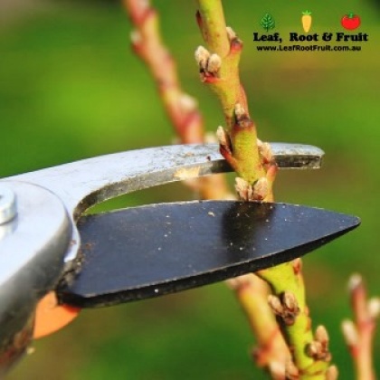 Leaf, Root & Fruit Gardening Services - Leaf Root & Fruit can prune your fruit trees