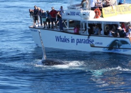 Whales In Paradise, Surfers Paradise