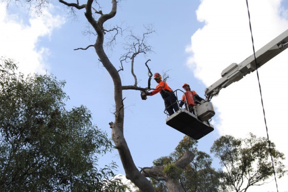 Independent Tree Services - tree removal brisbane