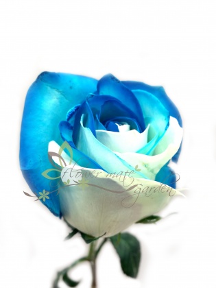 Flower Mate Garden - Blue/Ice roses