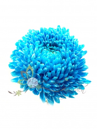 Flower Mate Garden - Blue disbud mum