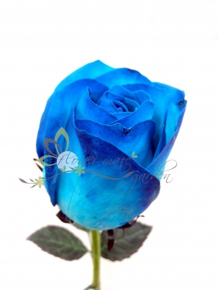 Flower Mate Garden - Blue roses
