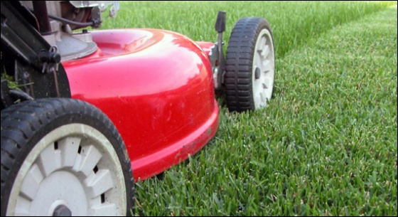 Awesome Turf Supplies - Mowing lawn, lawn, grass,