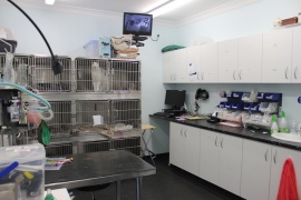 Concord Veterinary Hospital, North Strathfield