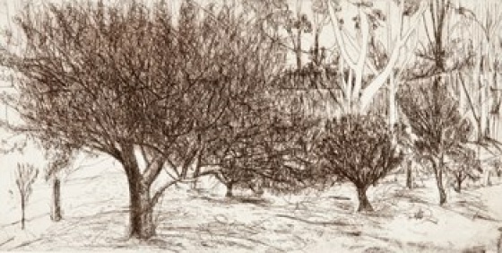 Cascade PrintRoom and Art Gallery - Drawing The Orchard Kareen Anchen
