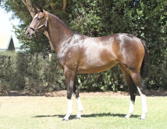 Grand Syndicates - own a racehorse
