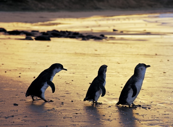 Phillip Island Tours Australia - World's smallest penguins on Phillip island