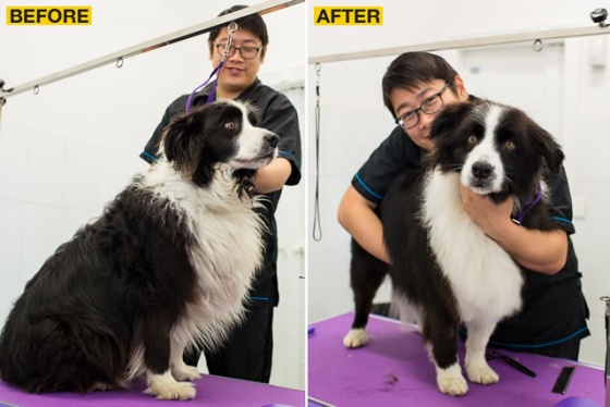 My Pet Wash - Malvern - Dog grooming before and after