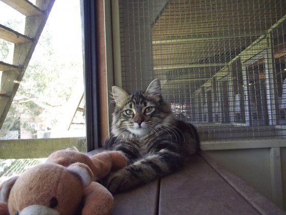 Alida's Pet Resort - Cat Kennels / Cattery