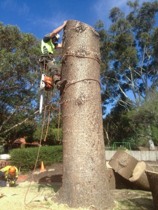 Trees of Eden - Norfolk Island Pine Removal