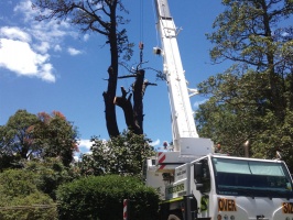 Total Tree Services, Mount Rascal