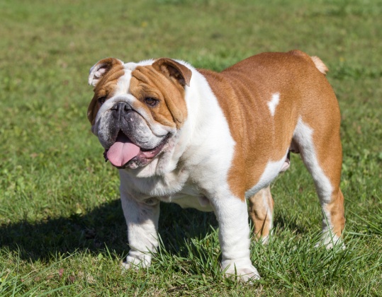 Sixtydogs - Registered dog breeders on Sixtydogs